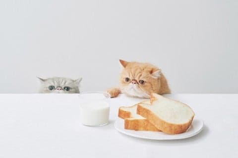 NEKO NEKO SHOKUPAN